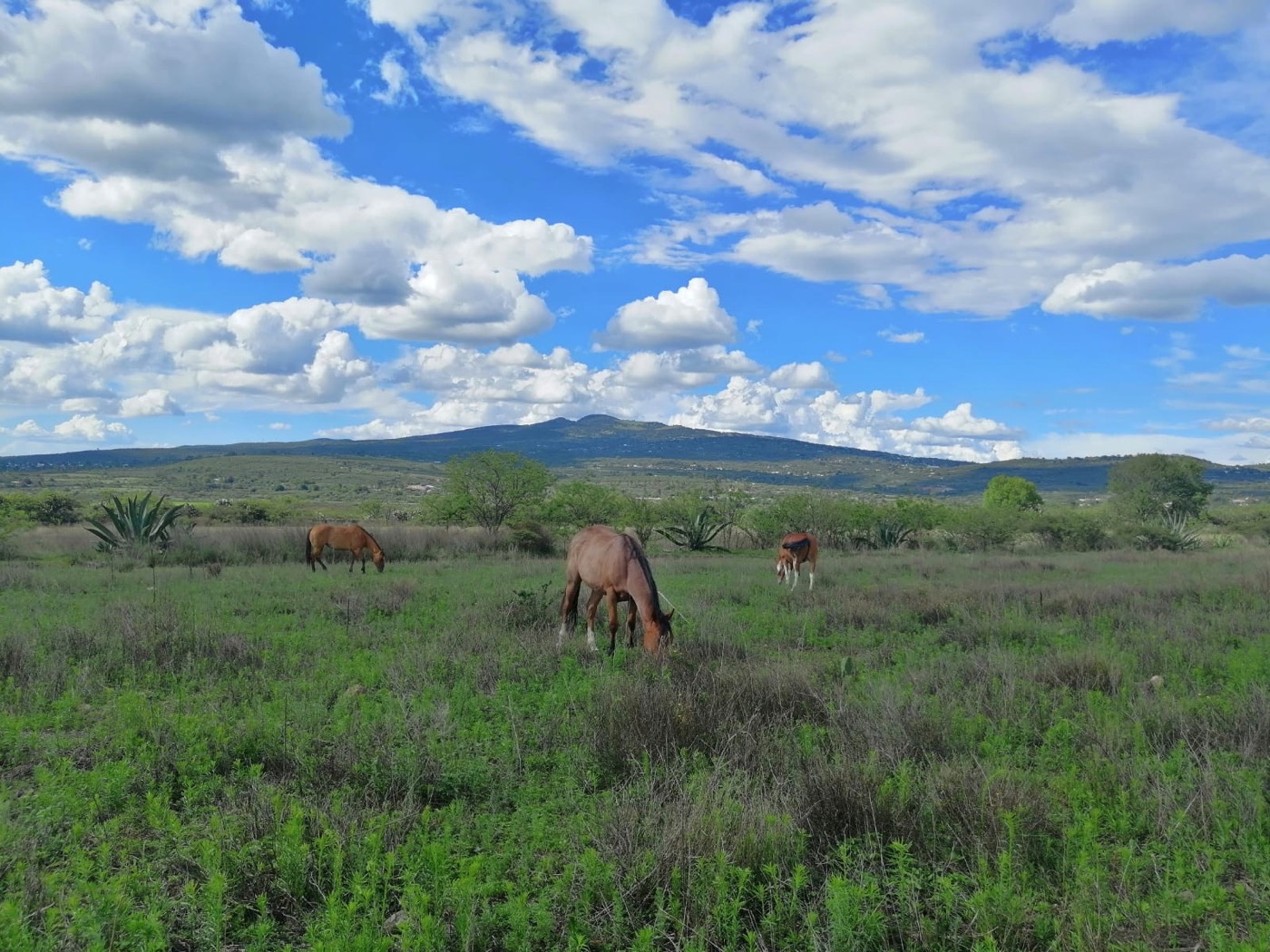 Caballos en el valle del rancho